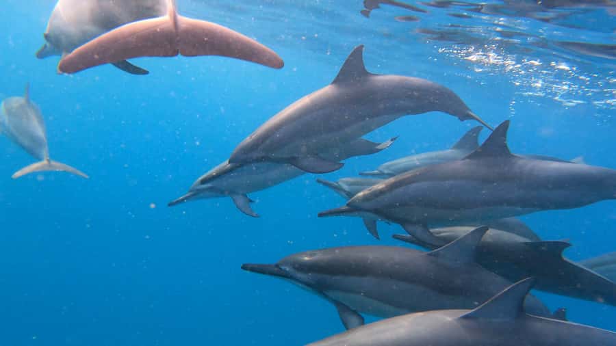 Grande Riviere Noire: Boat Tour and Swimming with Dolphins - The 2-hour plan, from sunrise departure to your last swim