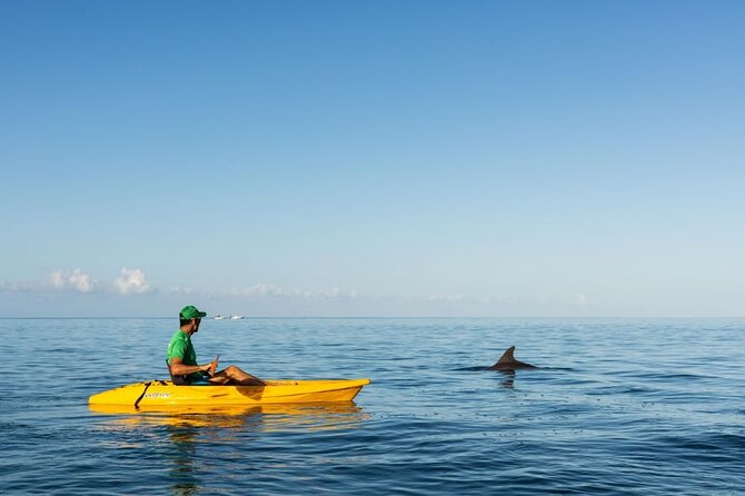 Guided Kayak 2-Hour Activity with Dolphins - Time, Pacing, and Fitness: What Moderate Really Means Here