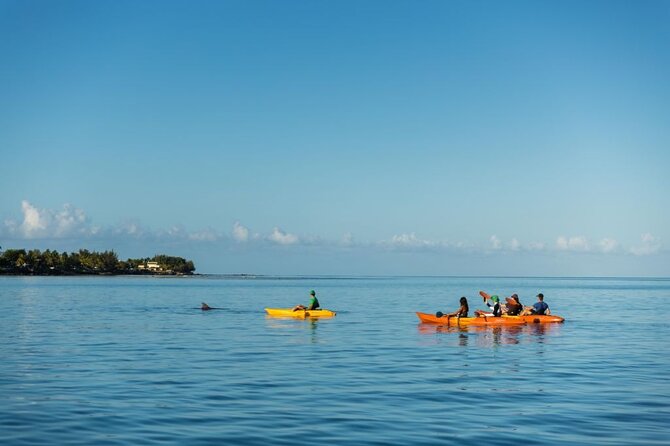 Guided Kayak 2-Hour Activity with Dolphins - The 2-hour Flow: Shoreline Paddle Into Dolphin Country