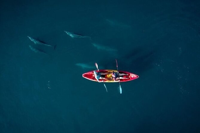 Guided Kayak 2 Hours Activity with Dolphins - Key highlights