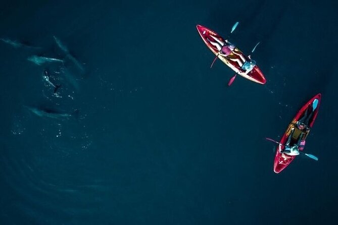 Guided Kayak 2 Hours Activity with Dolphins - Safety and comfort: what you should watch out for