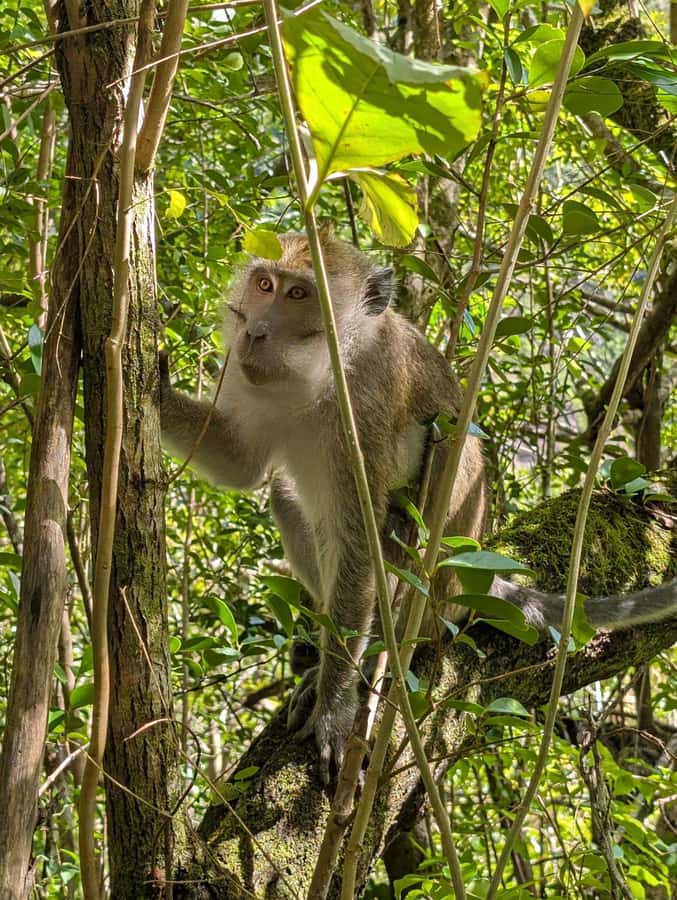 Henrietta: Hiking at the Tamarind Waterfalls - Price and value: what $106 buys you