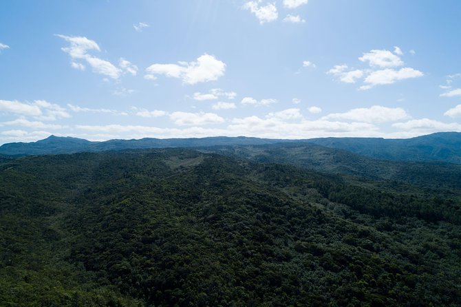 Hiking in the Black River Gorges National Parc - Native Forest - Mare aux Joncs Gorge, aka Bats Valley, and what to watch for