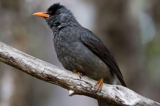 Hiking in the Black River Gorges National Parc - Native Forest - Price and value: what you get for $61.65