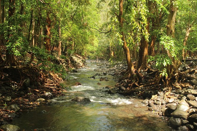 Hiking in the Black River Gorges National Parc - Native Forest - Meeting at 7:50am, then hiking the park end to end