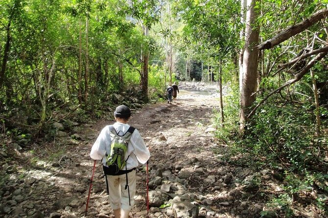Hiking the Black River Gorges: Full-day with Lunch and Transfer - What to bring so the hike feels good