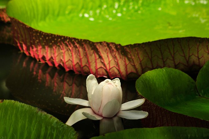 Historical Guided Day Tour : City - Sugar World - Botanical Garden - Timing, group size, and how to avoid a rushed feeling