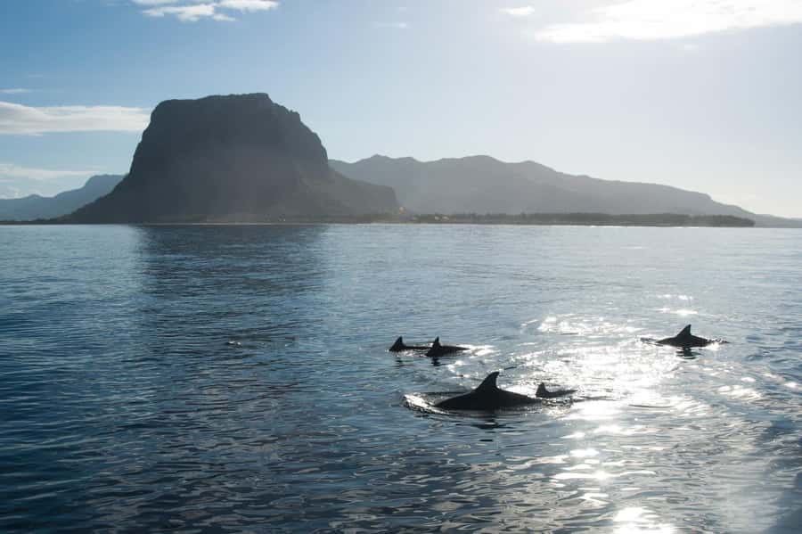 Île aux Bénitiers: Snorkeling w/Dolphins Boat Tour & Lunch - A 7-hour loop: dolphins first, then Crystal Rock, then beach BBQ