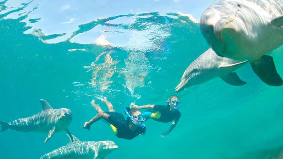 Île aux Bénitiers: Snorkeling w/Dolphins Boat Tour & Lunch - Speedboat to the south-west lagoon: swimming with dolphins without the chaos