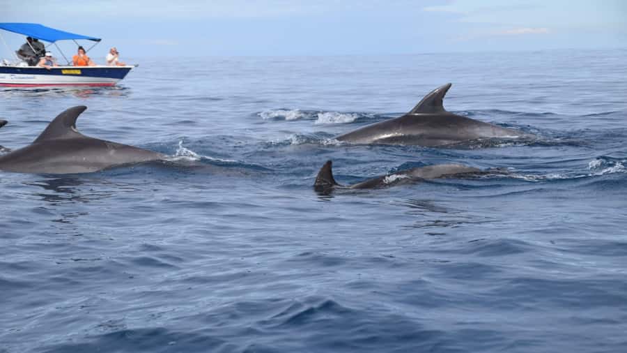 Île aux Bénitiers Snorkeling with Dolphins + Seafood Lunch - How This Day Trip Fits Into Mauritius (And What Makes It Special)