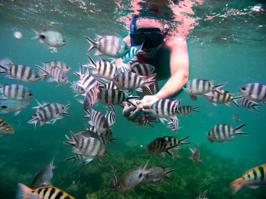 Ilot Gabriel: Catamaran Cruise & BBQ Lunch - Key highlights before you go