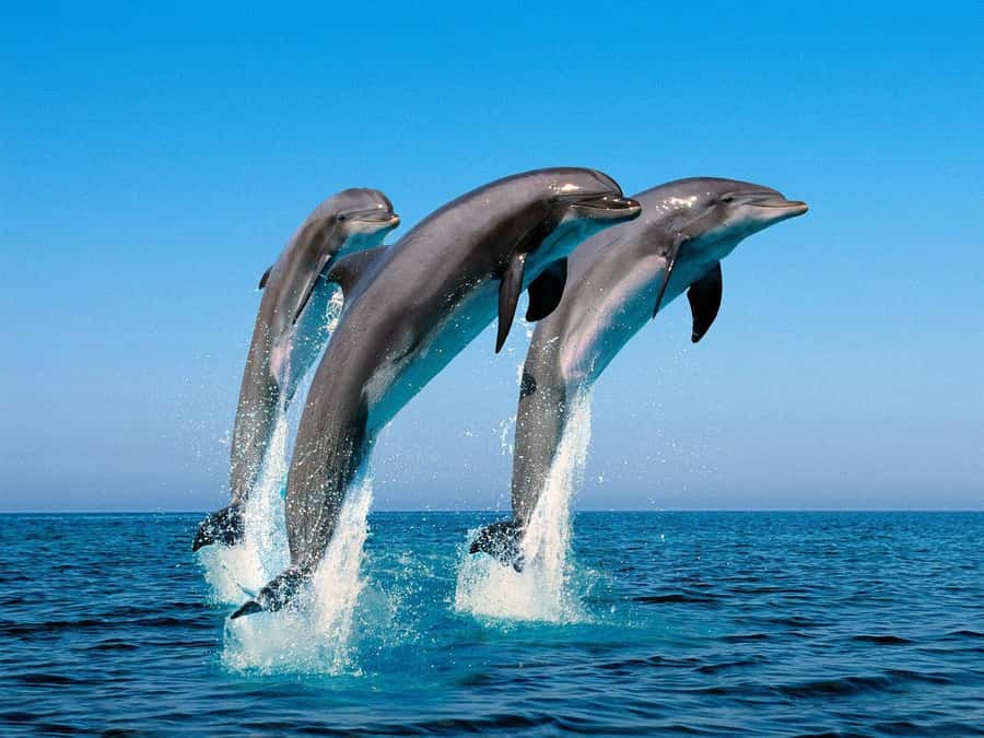 La Preneuse: Dolphin Swimming and Snorkeling Speedboat Trip - The guides and captain, why they can make or break it
