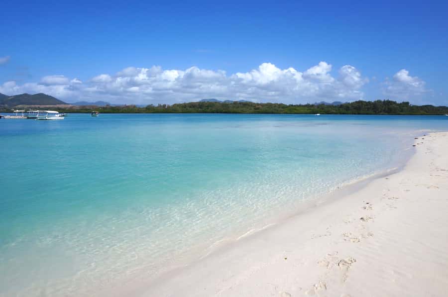 La Preneuse: Dolphin Swimming and Snorkeling Speedboat Trip - The dolphin swimming experience, what it actually feels like