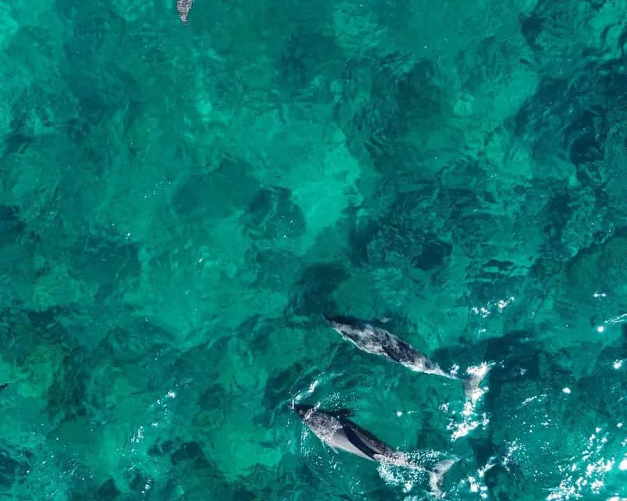 La Preneuse: Dolphin Watching and Snorkeling Speedboat Tour - Key points to know before you go