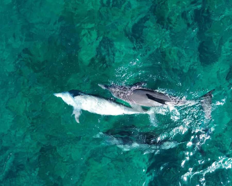 La Preneuse: Dolphin Watching and Snorkeling Speedboat Tour - Getting to La Preneuse and finding La Tour Martello fast