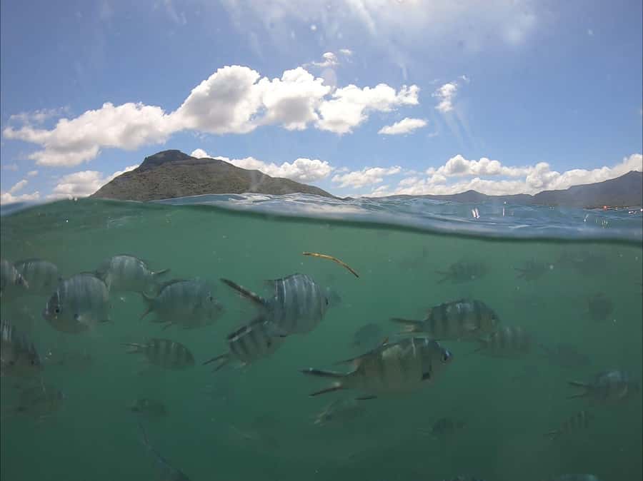 La Preneuse: Dolphin Watching and Snorkeling Speedboat Tour - The main event, 85 minutes of dolphin watching and swimming