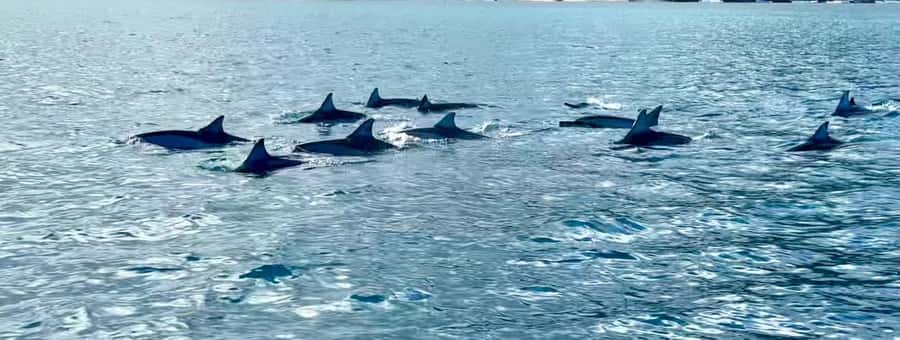 La Preneuse: Dolphin Watching and Snorkeling Speedboat Tour - The quick snorkeling stop, 15 minutes in the lagoon