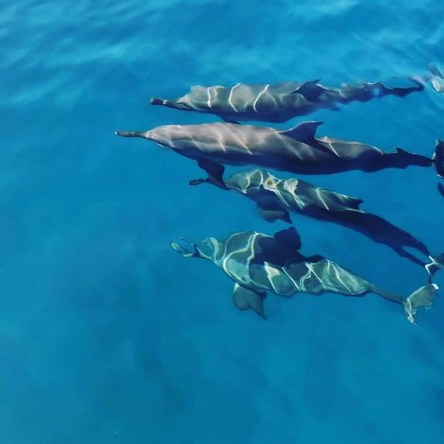 LE MORNE DOLPHINS SUNRISE TRIP - Key highlights at a glance