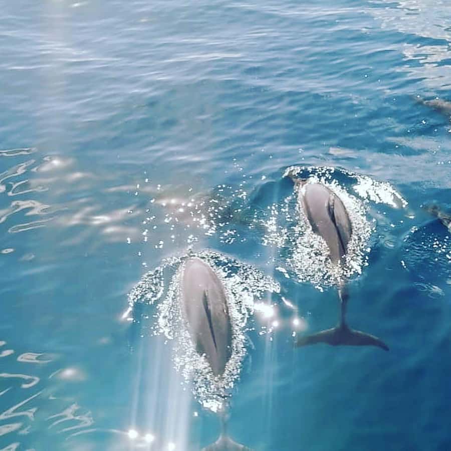 LE MORNE DOLPHINS SUNRISE TRIP - Sunrise start from Le Havannah Boat at Le Morne