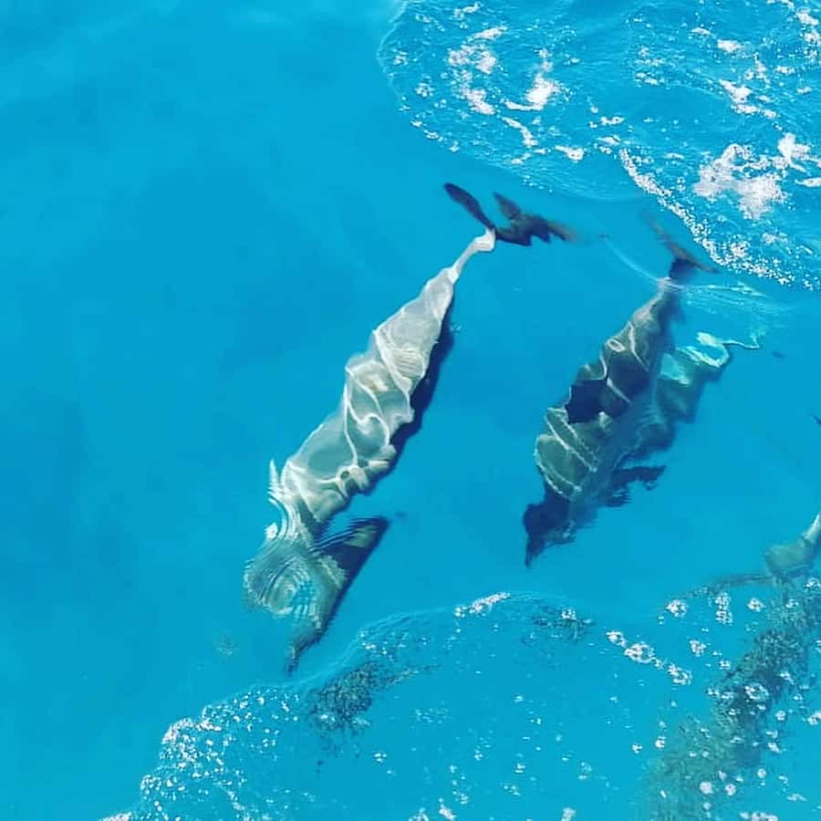 LE MORNE DOLPHINS SUNRISE TRIP - Dolphin watching at Le Morne, with responsible interaction as the point