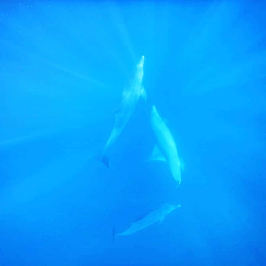 LE MORNE DOLPHINS SUNRISE TRIP - Snorkeling in the lagoon after dolphins: what to expect and what to watch