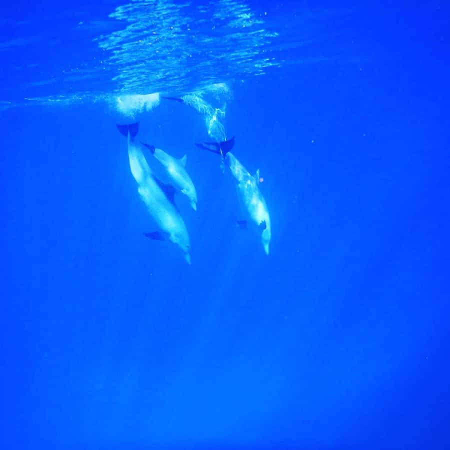 LE MORNE DOLPHINS SUNRISE TRIP - Timing, comfort, and getting the most out of 150 minutes