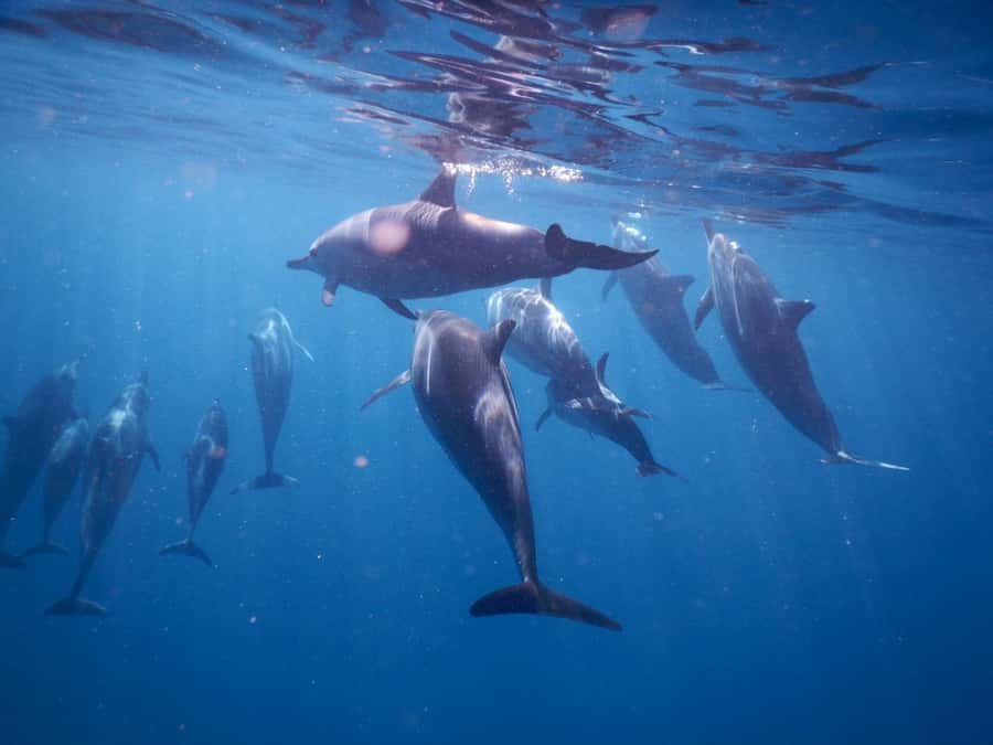 LE MORNE DOLPHINS SUNRISE TRIP - Price, value, and who this sunrise trip fits best
