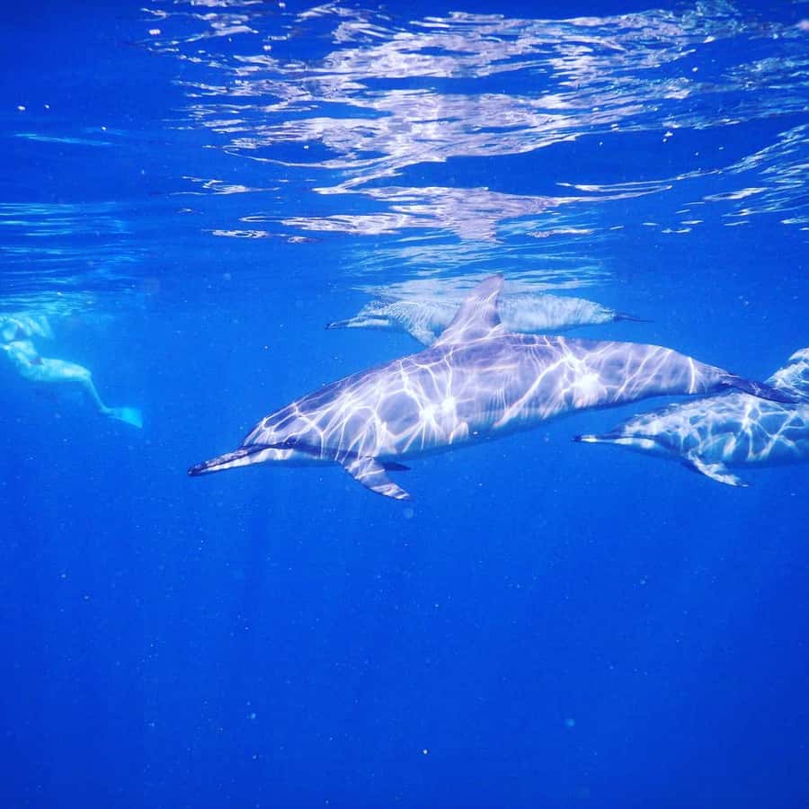 LE MORNE DOLPHINS SUNRISE TRIP - Should you book the Le Morne Dolphins sunrise trip?