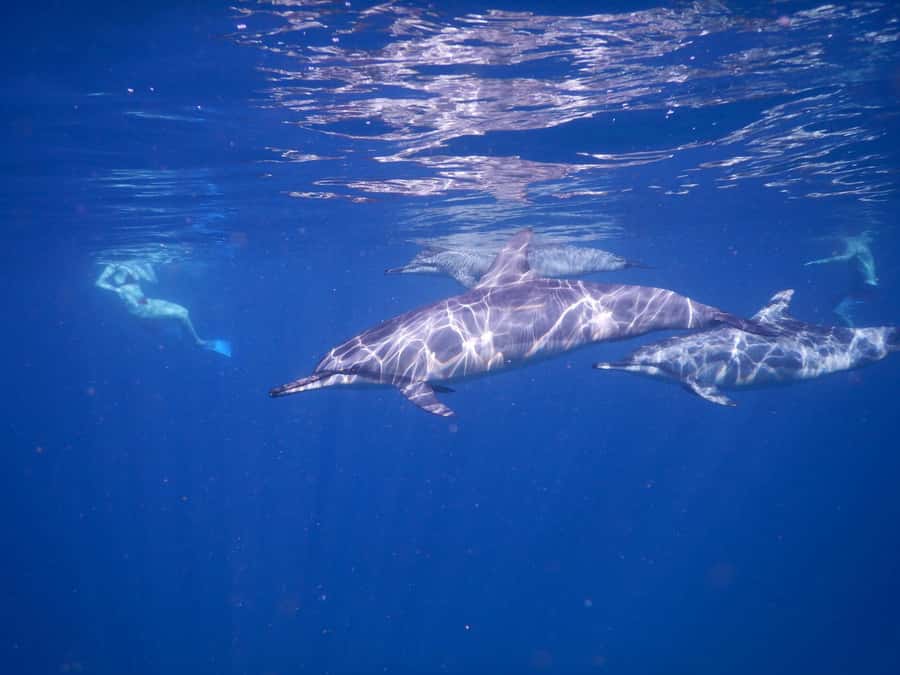 LE MORNE DOLPHINS SUNRISE TRIP - FAQ