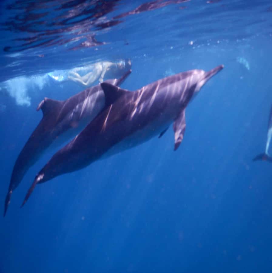 Le Morne: Private Boat Tour Dolphin-Watching & swimming - From the boat to the dolphin spotting: how the search works