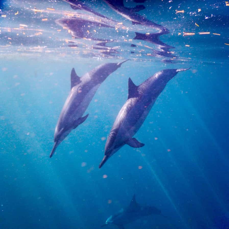 Le Morne: Private Boat Tour Dolphin-Watching & swimming - Le Morne on the water: views you actually notice