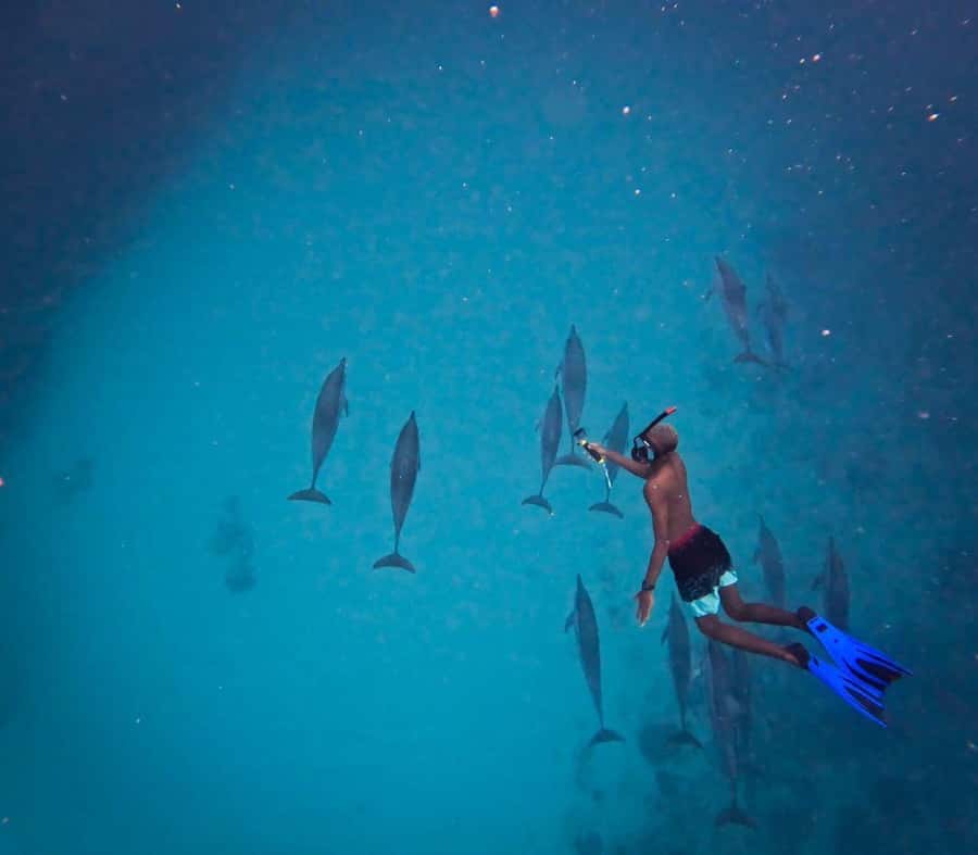 Le Morne: Private Boat Tour Dolphin-Watching & swimming - Where you meet: Emba Filao at Le Morne public beach