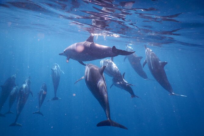 Lydia Boat Mauritius :Private boat tour:Whales&Dolphins encounter - From Emba Filao Beach to Benitier Island, by private speedboat