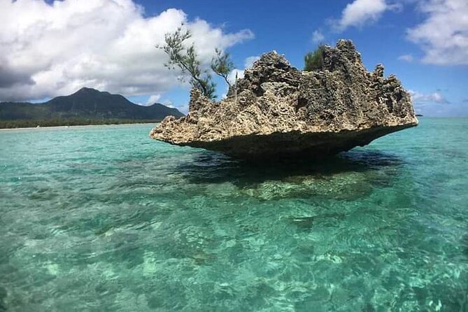 Lydia Boat Mauritius :Private boat tour:Whales&Dolphins encounter - The wildlife bonus factor, including turtles and whales
