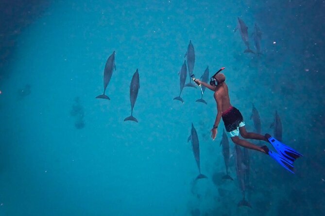 Lydia Boat Mauritius :Private boat tour:Whales&Dolphins encounter - Who should book Lydia Boat’s whales and dolphins encounter