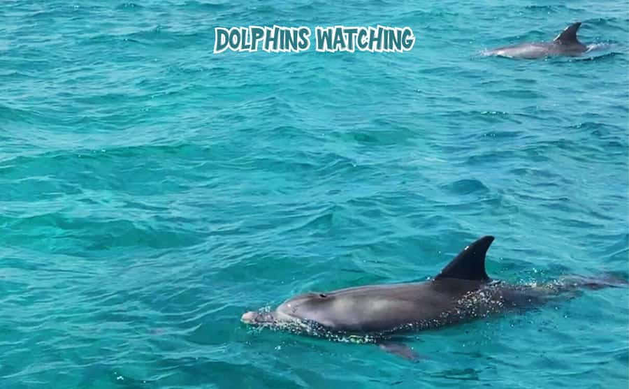 Mauritius: 5 Islands of the East Speedboat Tour with BBQ - Grand River South East Waterfall, monkeys, and the dolphin search
