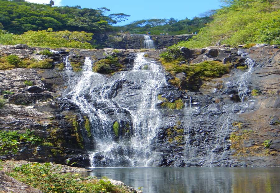 Mauritius: 7 Waterfalls Hike with Lunch and Hotel Transfers - Wildlife, Plants, and Why the Guide Makes the Hike Better