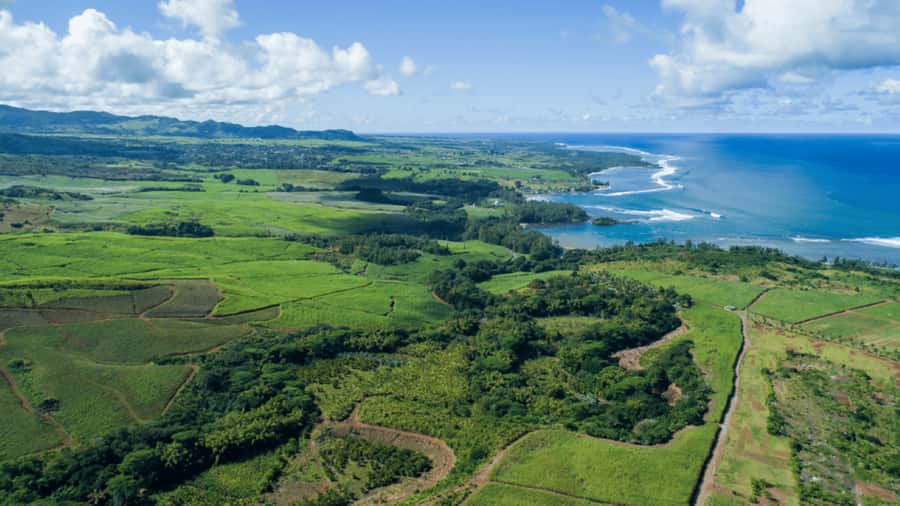 Mauritius: Bel Ombre Nature Reserve 4x4 Safari Adventure - Wildlife spotting you can actually act on, not just hope for