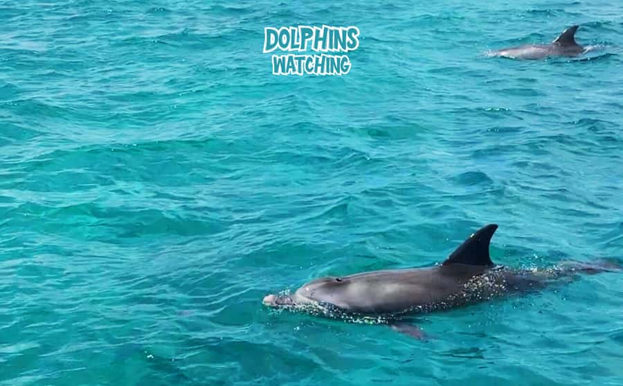 Mauritius: Benitier Island - Swim Dolphins - Speedboat & BBQ - West Coast starting point: Tamarin and the early dolphin window