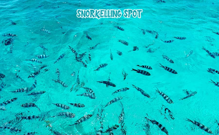 Mauritius: Benitier Island - Swim Dolphins - Speedboat & BBQ - Should you book this Benitier Island dolphin and snorkeling tour?