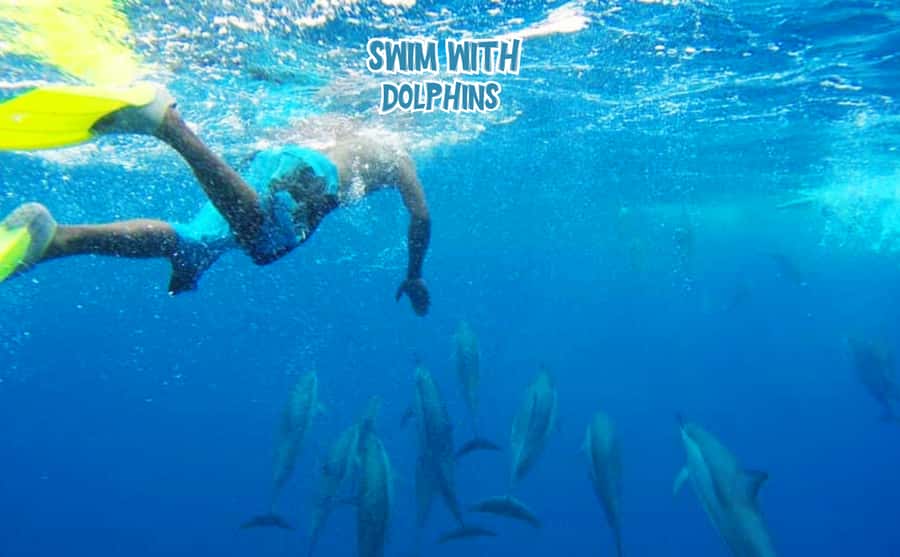 Mauritius: Benitier Island - Swim Dolphins - Speedboat & BBQ - The dolphin swim: what respectful, guided water time feels like