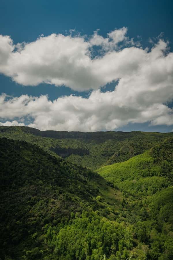 Mauritius: Black River Gorges National Park 3-Hour Hike - Wildlife and plant spotting, how the guide turns a walk into learning