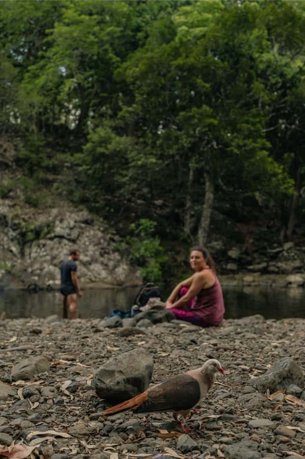 Mauritius: Black River Gorges National Park 3-Hour Hike - Viewpoints over mountains and the sea, when the forest opens up