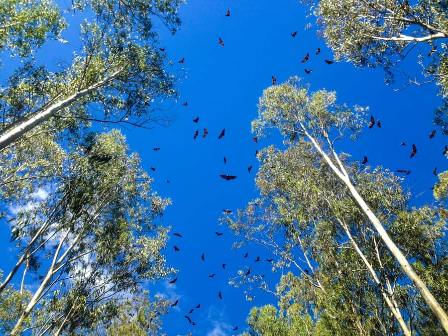 Mauritius: Black River Gorges National Park 3-Hour Hike - Language options, and how to get the most out of your guide