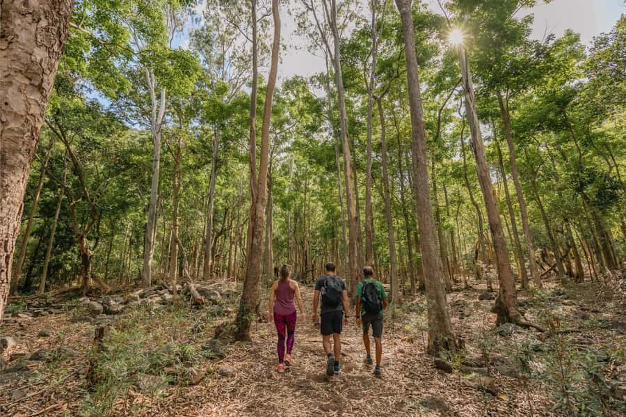 Mauritius: Black River Gorges National Park 3-Hour Hike - Three hours in Black River Gorges, what the walk actually feels like