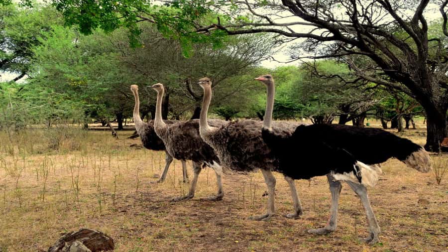 Mauritius: Casela Nature Parks Entrance Ticket with Transfer - Key Things to Know Before You Go