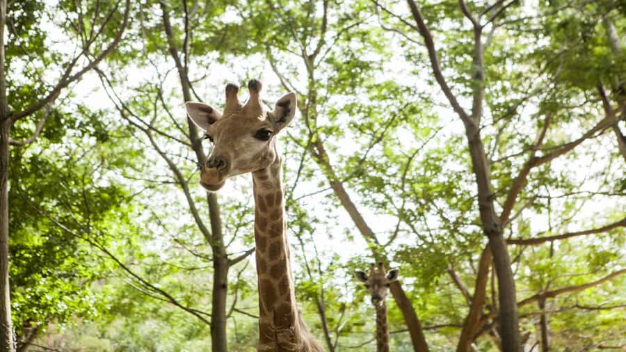 Mauritius: Casela Nature Parks Entrance Ticket with Transfer - Casela Nature Parks: West Coast Wildlife With a Family Agenda