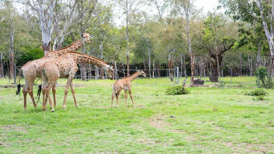 Mauritius: Casela Nature Parks Entrance Ticket with Transfer - Getting There: Hotel Transfer and a Private-Group Pace