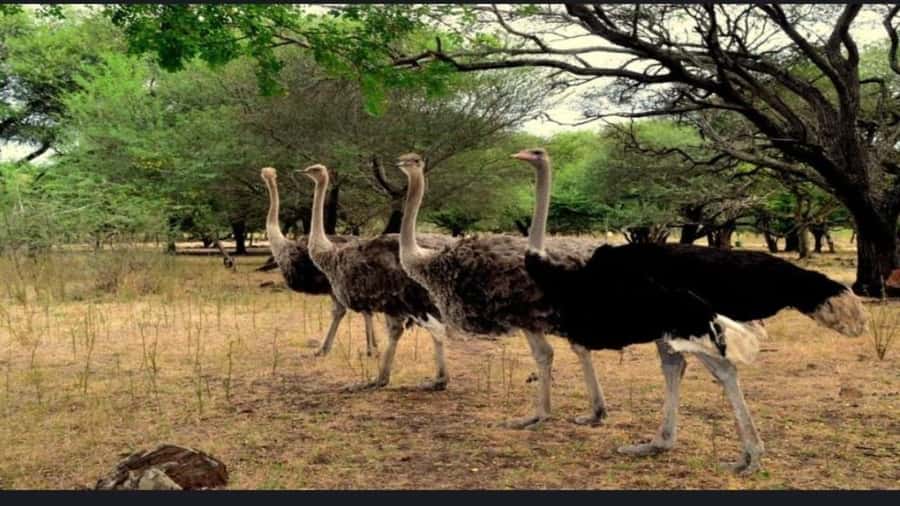 Mauritius: Casela nature parks & flic en flac beach - Key points at a glance