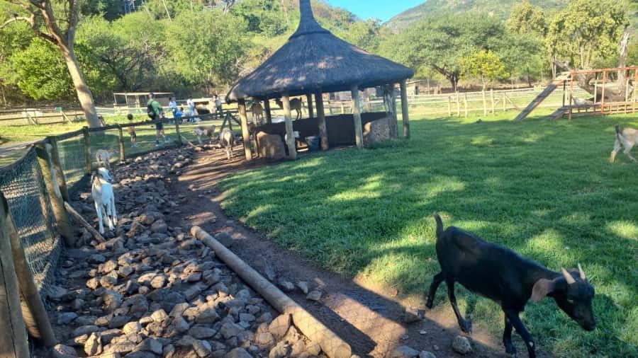 Mauritius: Casela nature parks & flic en flac beach - Casela World of Adventures: birds, wildlife, and choose-your-adventure time